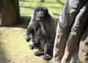 動物図鑑・コモンウーリーモンキー 2